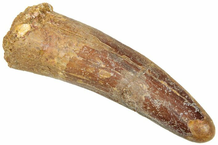 Fossil Spinosaurus Tooth - Real Dinosaur Tooth #312991